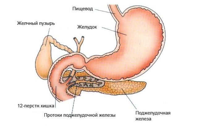 Желчный пузырь и пища. Строение желудка и поджелудочной железы. Желчный 12 перстная кишка поджелудочная железа. Строение поджелудочной железы анатомия и желчного пузыря. Анатомия ЖКТ желчный пузырь.